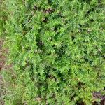 Cuphea hyssopifolia عادت داشتن
