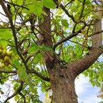 Paulownia fortunei Bark