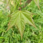 Acer cappadocicum Листок