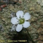 Arenaria balearica 花