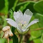 Monsonia angustifolia Kwiat