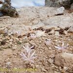 Colchicum pusillum Habitus