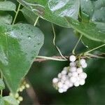 Cyclea peltata Hoja