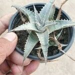 Dyckia marnier-lapostollei Φύλλο