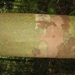 Protium aracouchini Кора