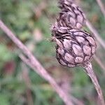 Centaurea scabiosaFruit