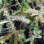Selaginella douglasii Leaf