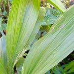 Phaius tankervilleae Leaf