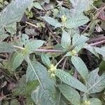 Impatiens glandulifera Blad