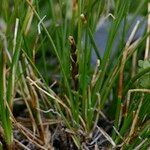 Carex myosuroides অভ্যাস