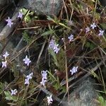 Houstonia pusilla Квітка