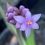 Tulbaghia simmleri Flor