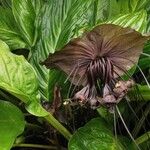 Tacca chantrieri Flower