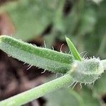 Silene bellidifolia 叶