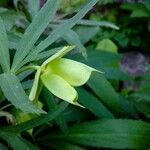 Helleborus viridis Gyümölcs