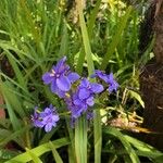 Tradescantia × andersoniana Kvet