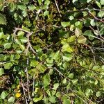 Betula nana Leaf