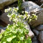 Cardamine asarifolia Fula