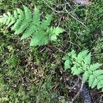 Dryopteris cristata List