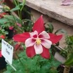 Aquilegia canadensis Λουλούδι