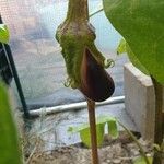 Solanum melongena Fruit