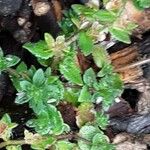 Veronica arvensis Feuille