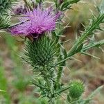 Cirsium vulgareBlüte