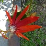 Passiflora coccinea Flor