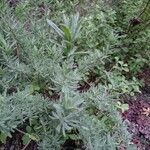 Lavandula latifoliaBlatt