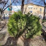 Platycladus orientalisBark