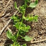 Patellifolia procumbens 叶