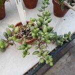 Adromischus filicaulis Агульны выгляд