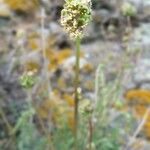 Poterium verrucosum Flower