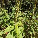 Teucrium canadense Blatt