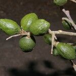 Microdesmia arborea Frucht