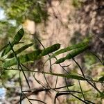 Senna artemisioides Frucht