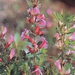 Chamaecytisus purpureus Flower