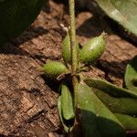 Cremaspora triflora Fruit