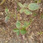 Rubus nessensis Leaf