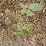 Rubus polonicus Leaf