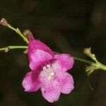 Strobilanthes hamiltonianus Other