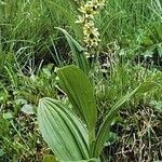 Veratrum album Hábito