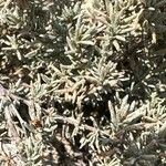 Frankenia corymbosa Hoja