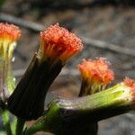 Crassocephalum rubens Flor