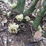 Oxera subverticillata Hábito