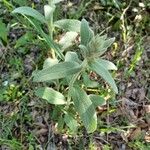 Stachys germanica Leaf