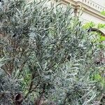 Olea europaea Blad