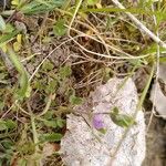 Vicia lathyroides Blad