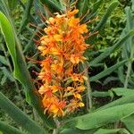 Hedychium coccineumFlors