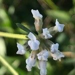 Dorycnium pentaphyllum Virág